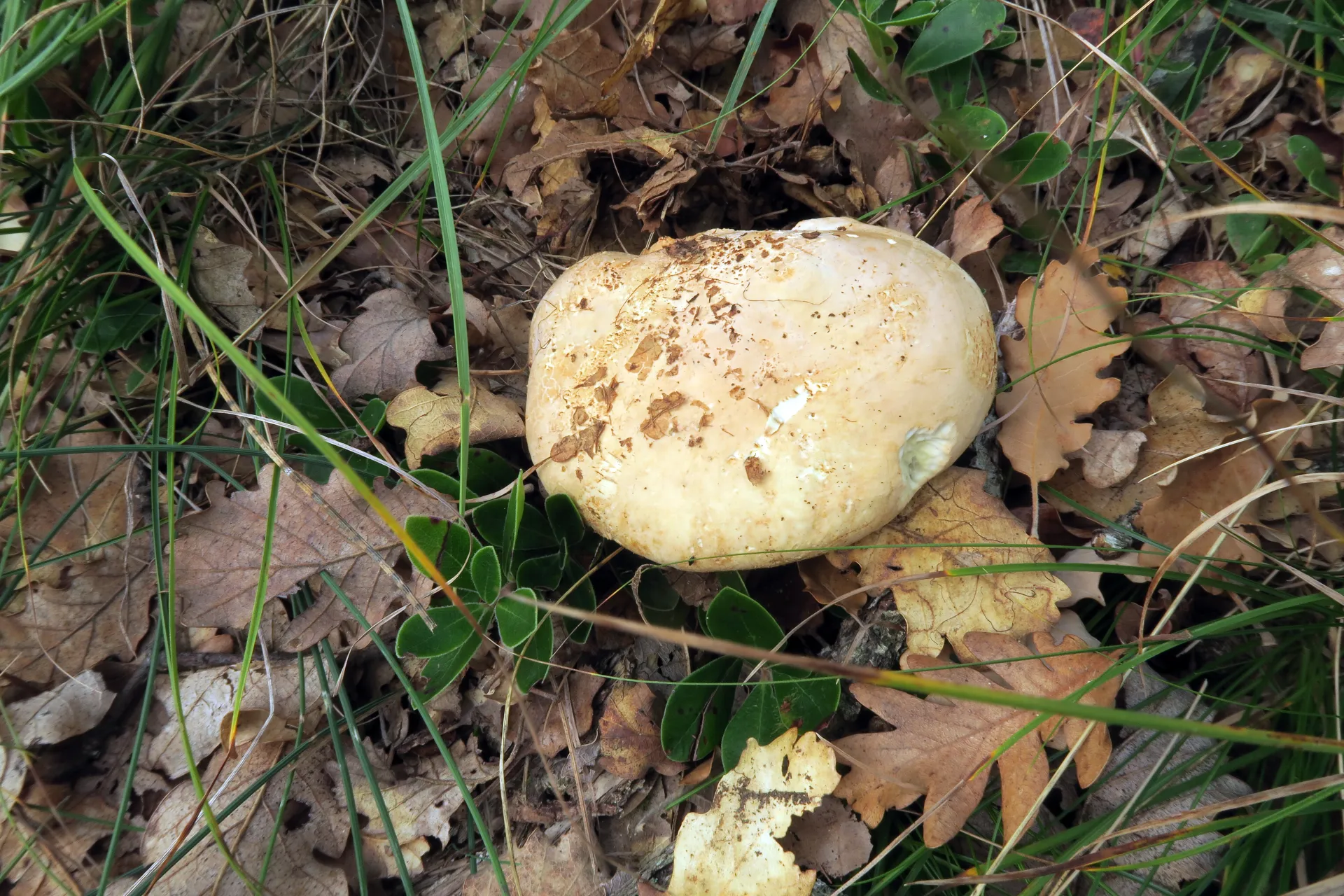 Leucopaxillus compactus - 1 - IMG_4467